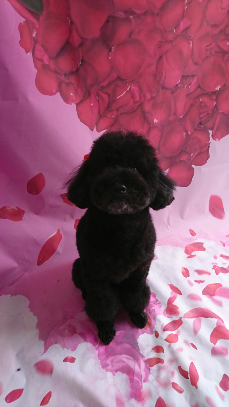 プードルのクールちゃん シャンプーコース