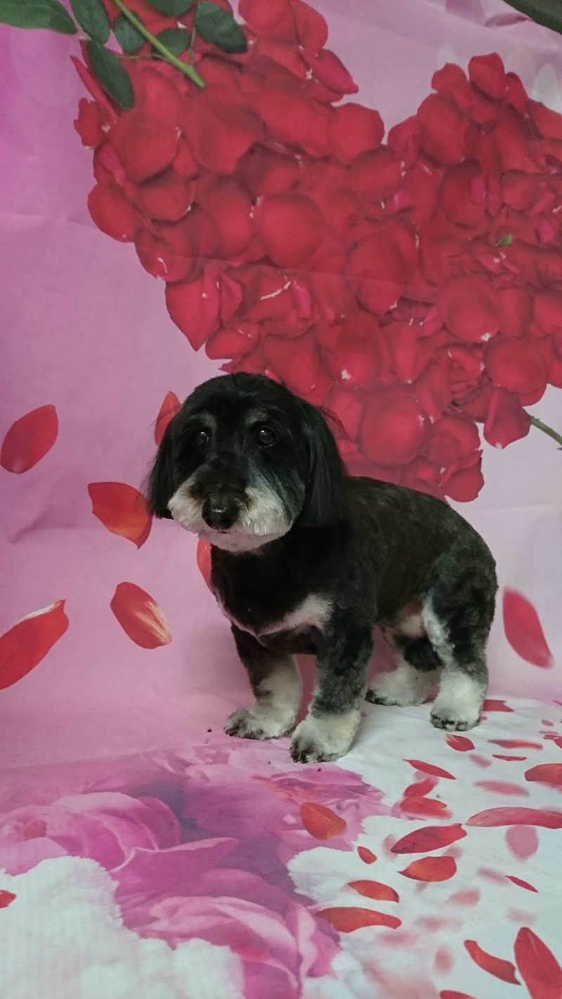 ダックス×プードルのモモちゃん トリミングコース