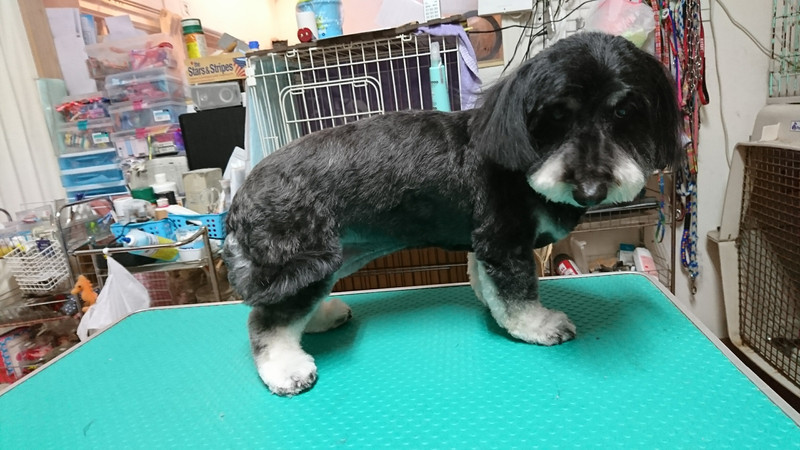 ダックス×プードルのモモちゃん トリミングコース