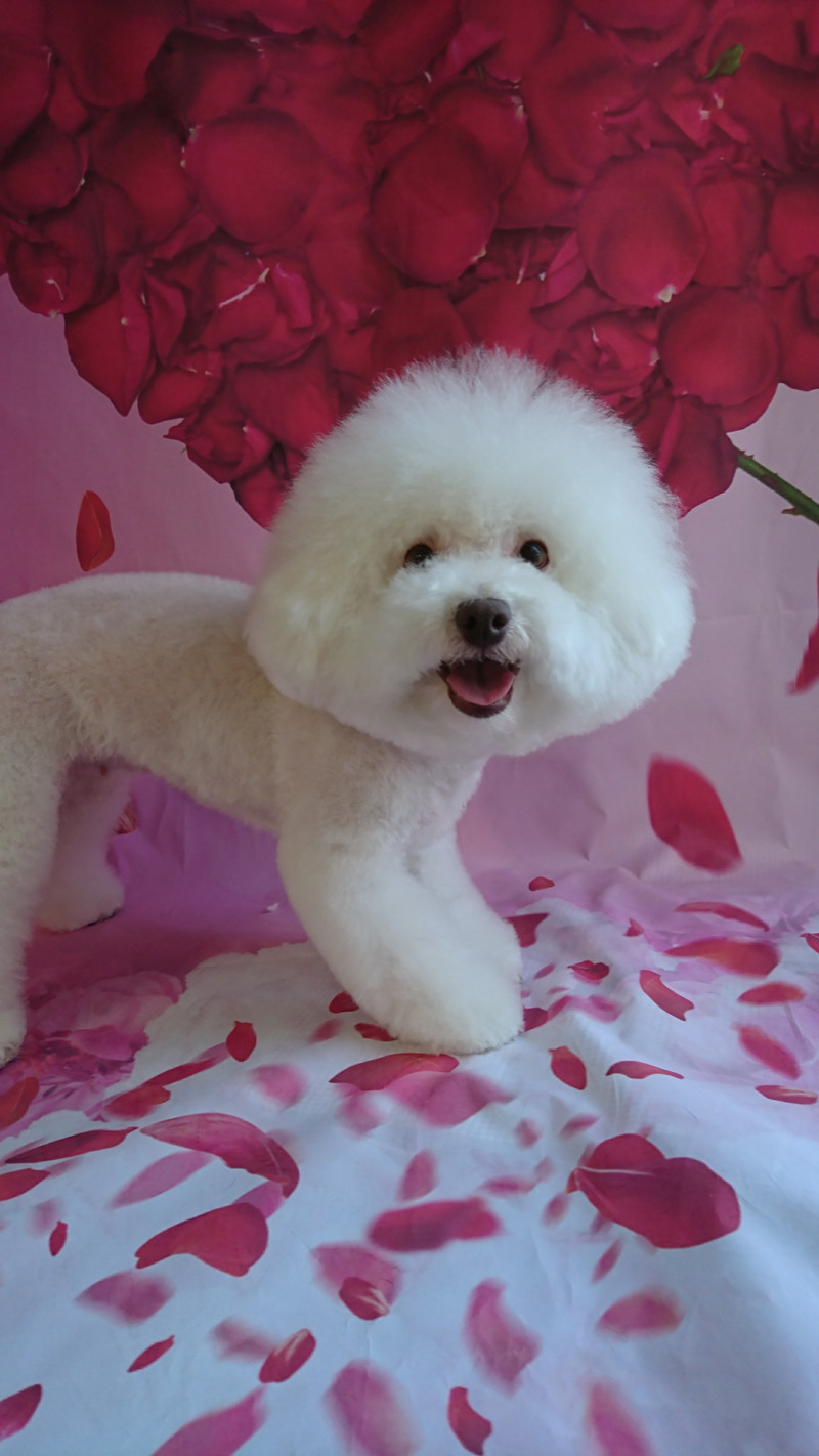 ビションのしろっぷちゃん トリミングコース