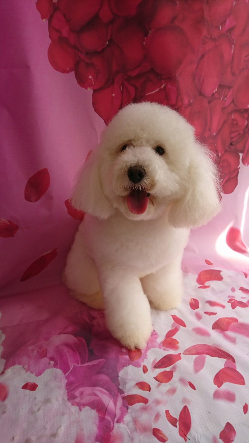 プードルの詩乃ちゃん シャンプーコース