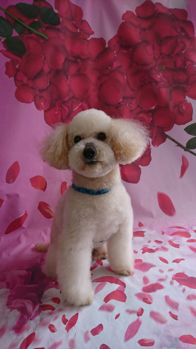 プードルのりゅうちゃん シャンプーコース 顔カット