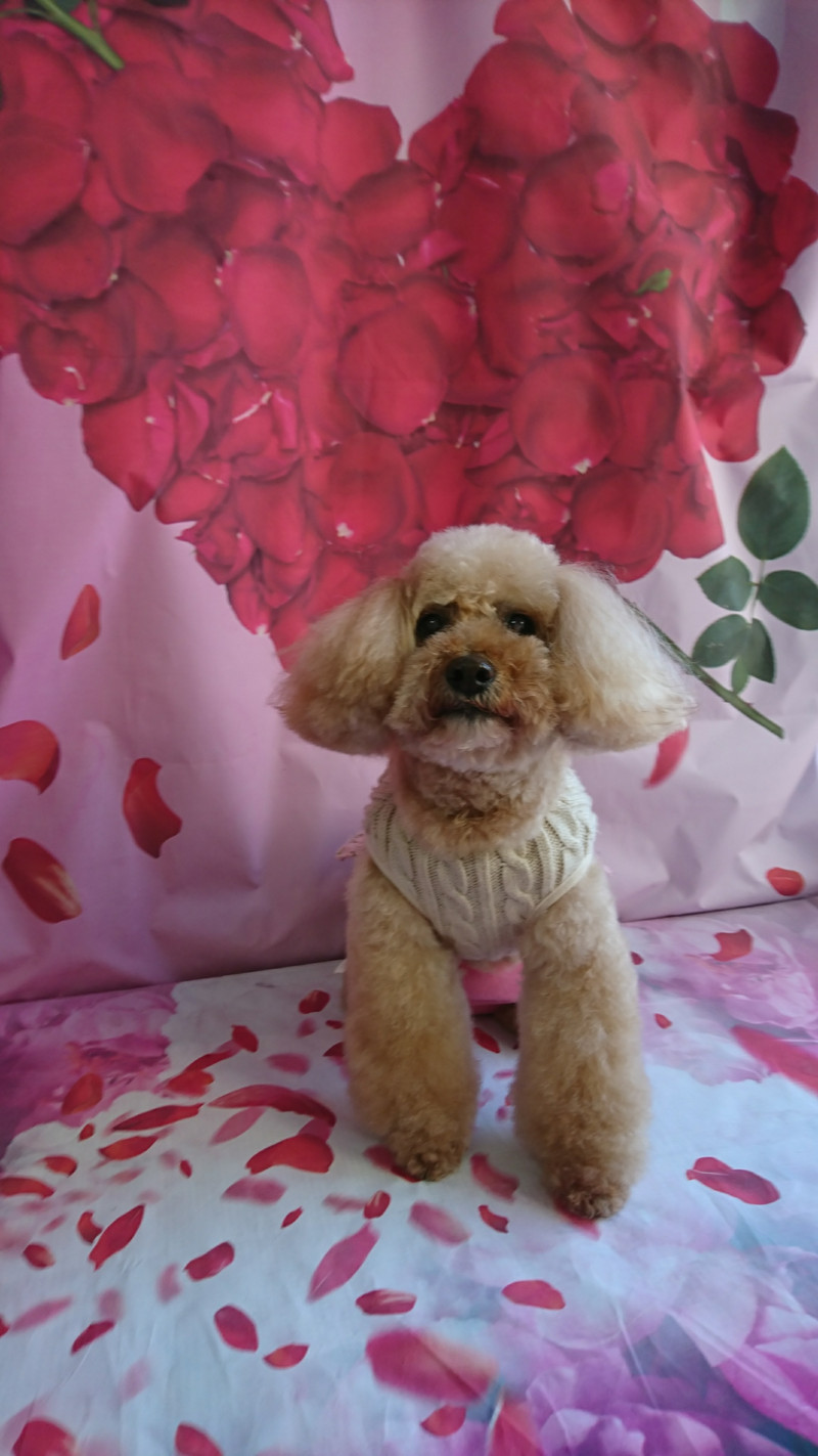 プードルのノルドちゃん シャンプーコース デンタル