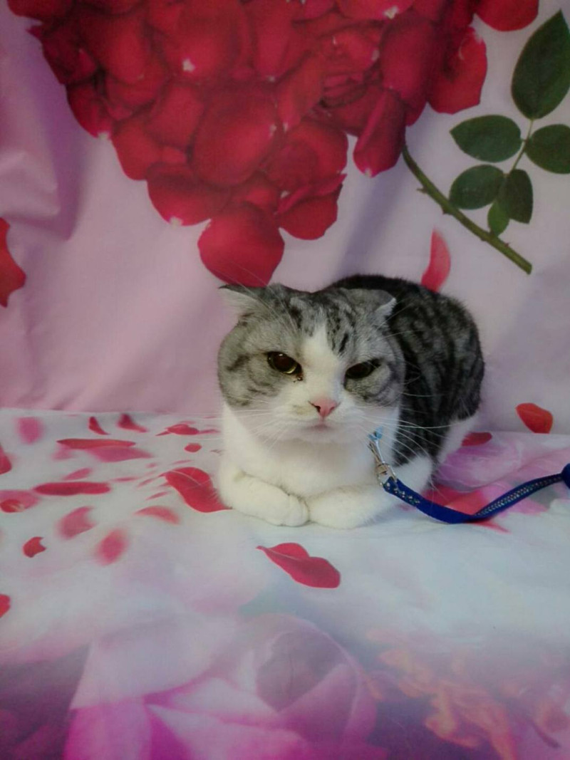 猫のチャミちゃん&チャオちゃん お爪切り お耳掃除