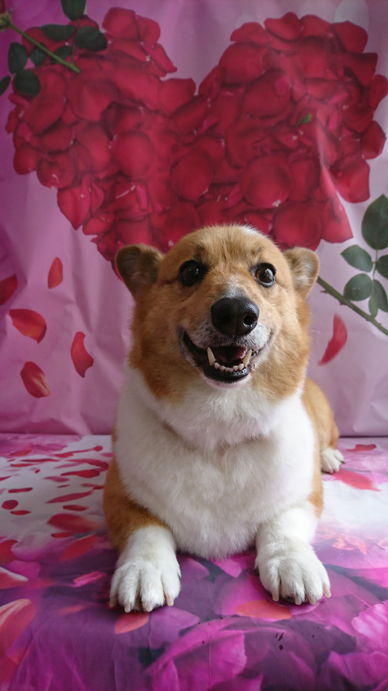 コーギーのマロンちゃん グルーミングコース