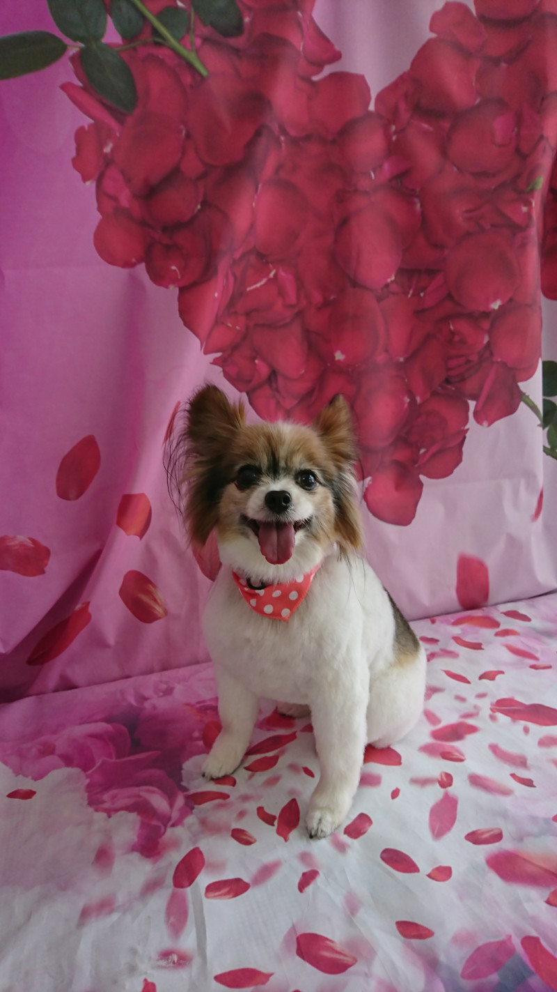 パピヨンのラッキーちゃん トリミングコース