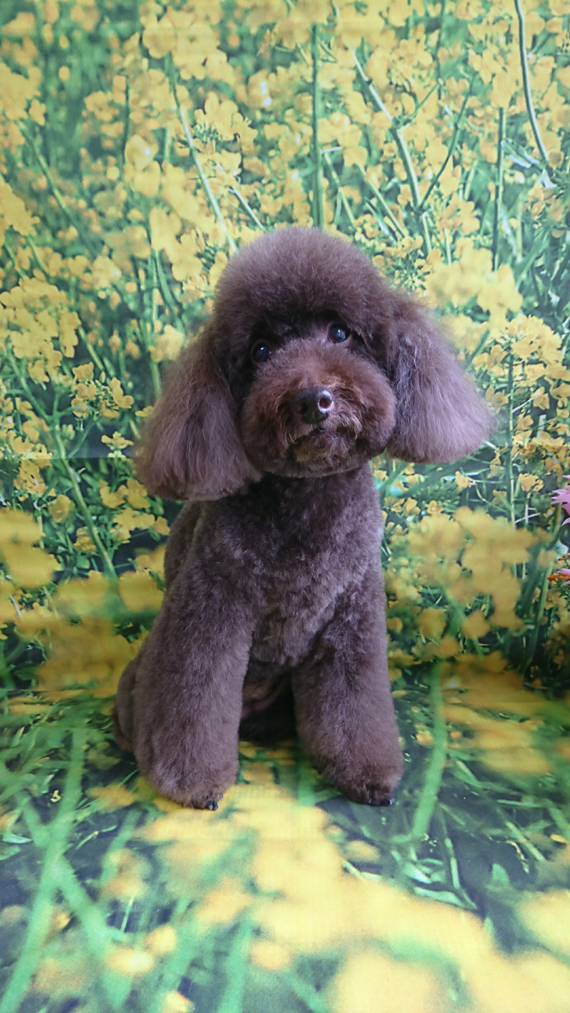 シーズーのシーちゃん&プードルのベイリーちゃん トリミングコース