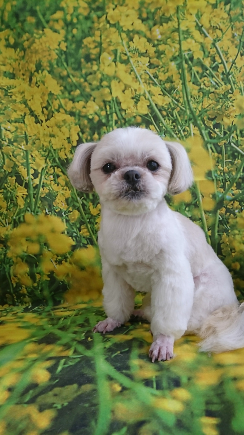 シーズーのシーちゃん&プードルのベイリーちゃん トリミングコース