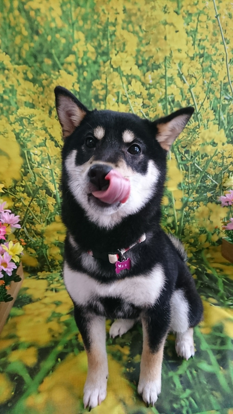 柴の蓮菜ちゃん グルーミングコース