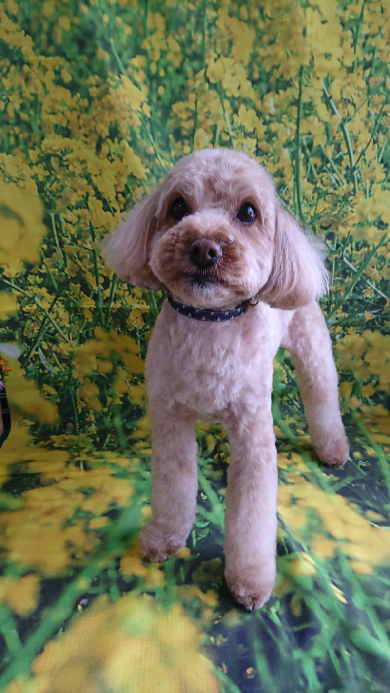 ポメラニアン×プードルのトイちゃん トリミングコース デンタル