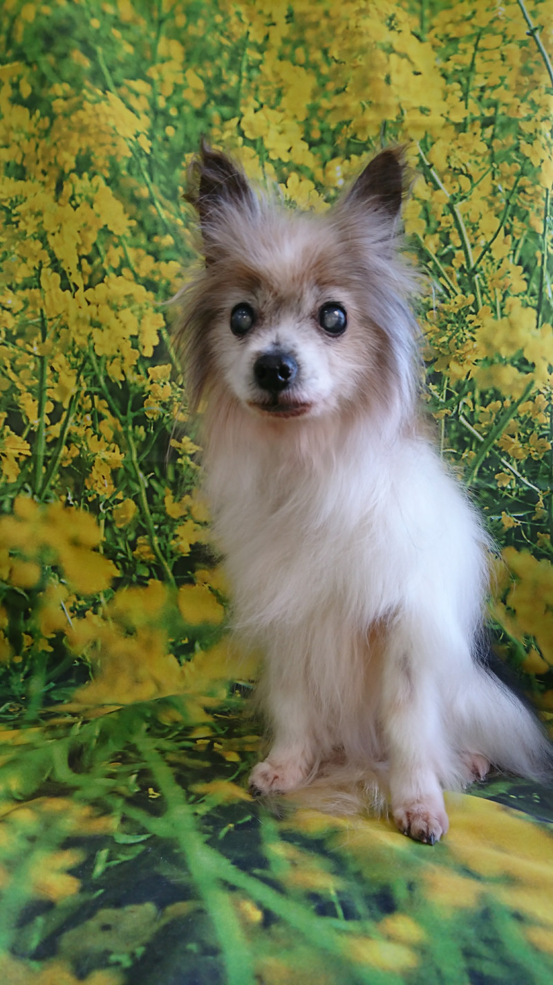 パピヨンのチコちゃん グルーミングコース