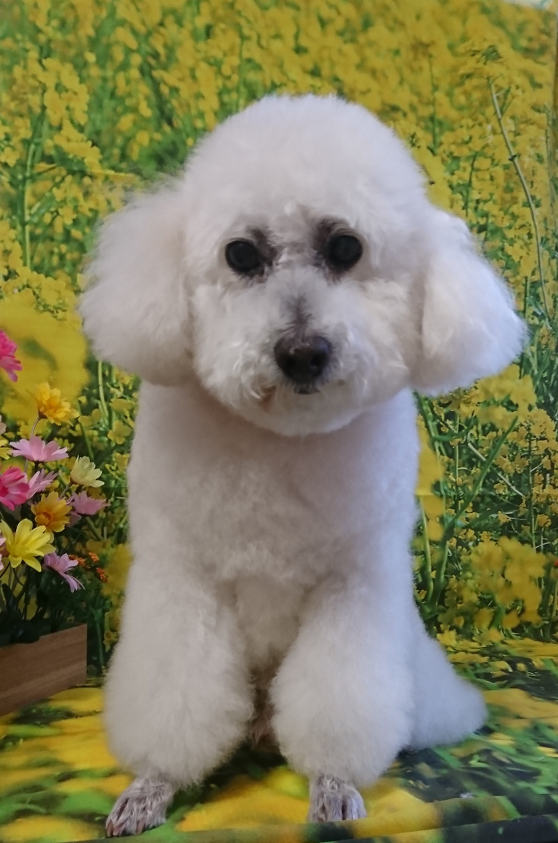 プードルのモコちゃん シャンプーコース デンタル