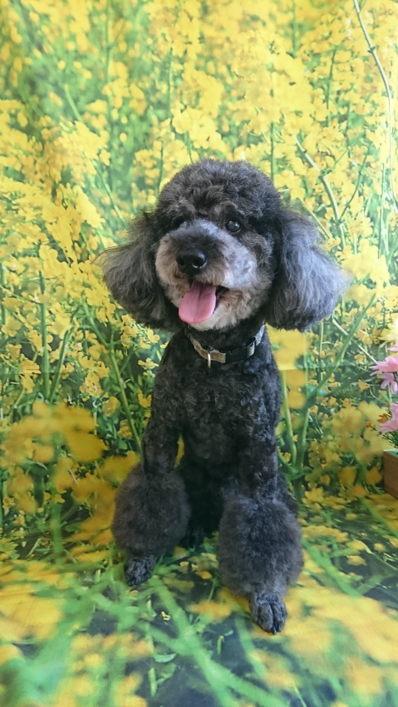 プードルのルークちゃん&マークちゃん&クーちゃん グルーミングコース