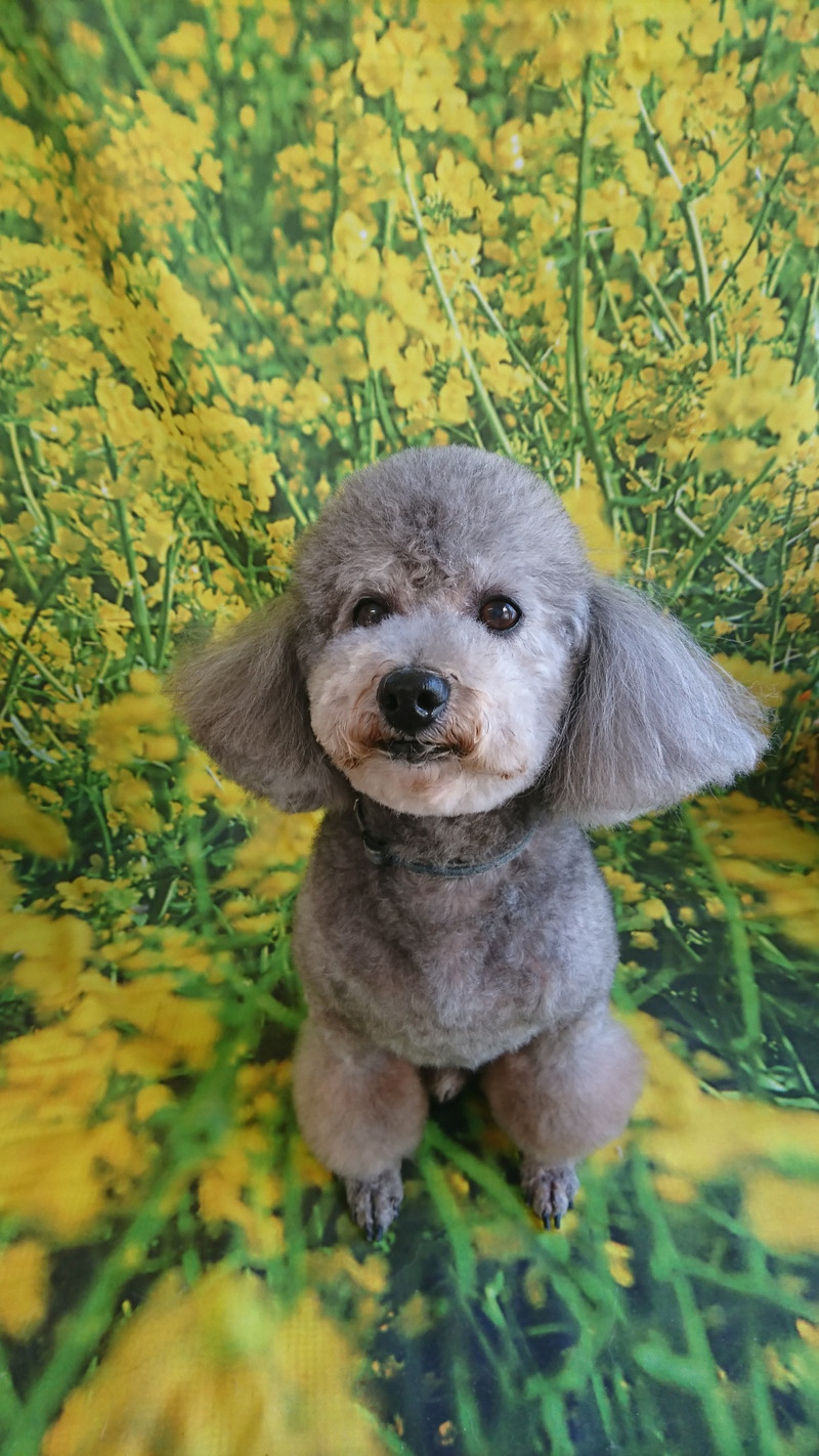 プードルのルークちゃん&マークちゃん&クーちゃん グルーミングコース