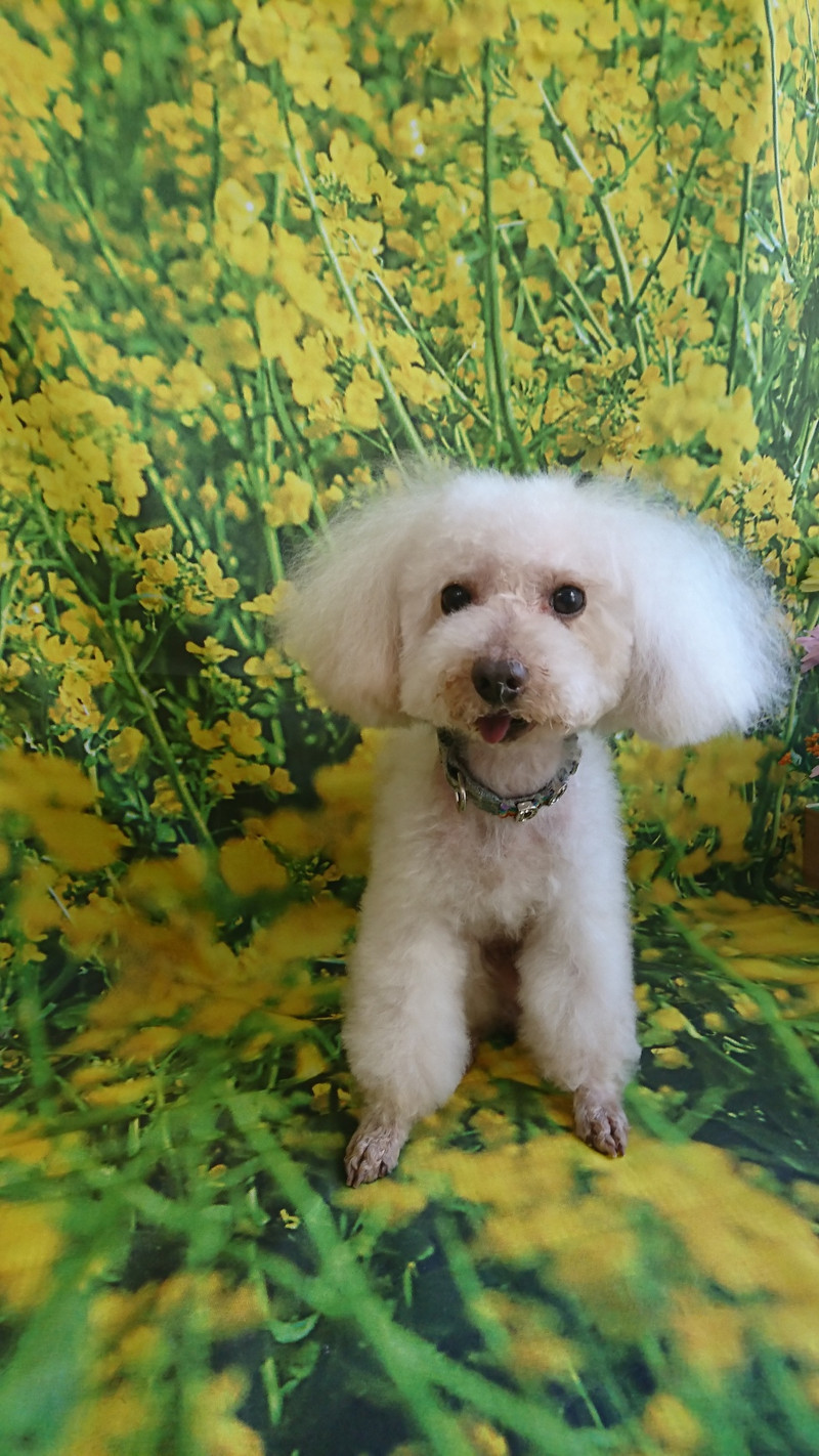 プードルのルークちゃん&マークちゃん&クーちゃん グルーミングコース