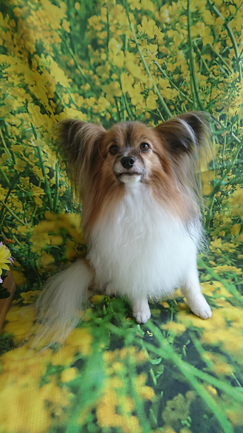 パピヨンのパピ助ちゃん グルーミングコース 部分カット