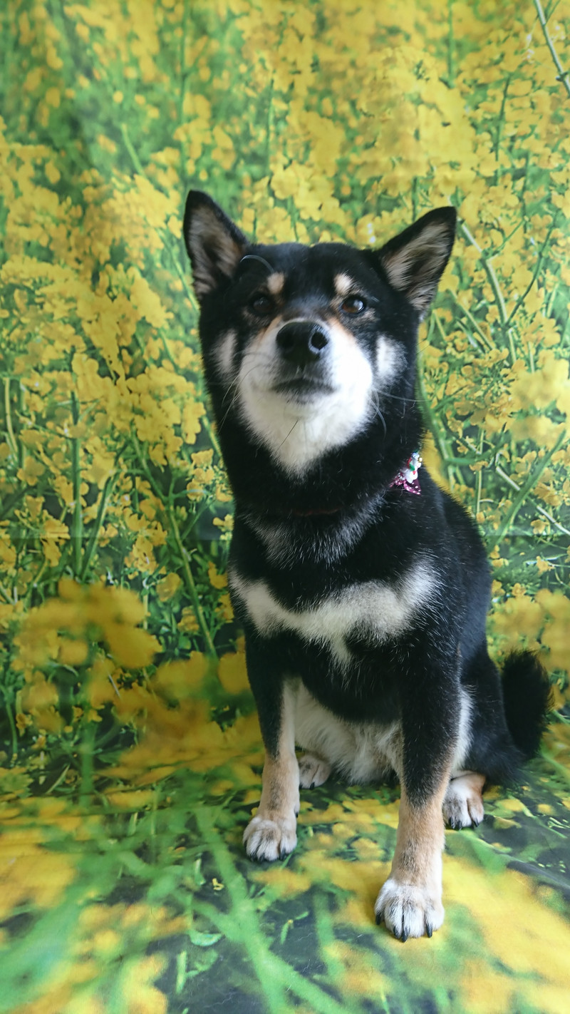 柴の椿ちゃん グルーミングコース