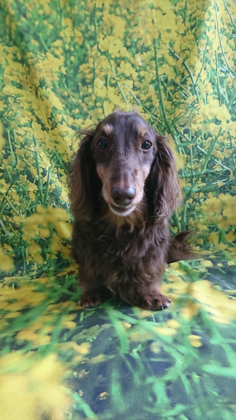 ダックスのジェイちゃん お爪切り 足裏の毛のカット 足周りの毛のカット お尻のカット