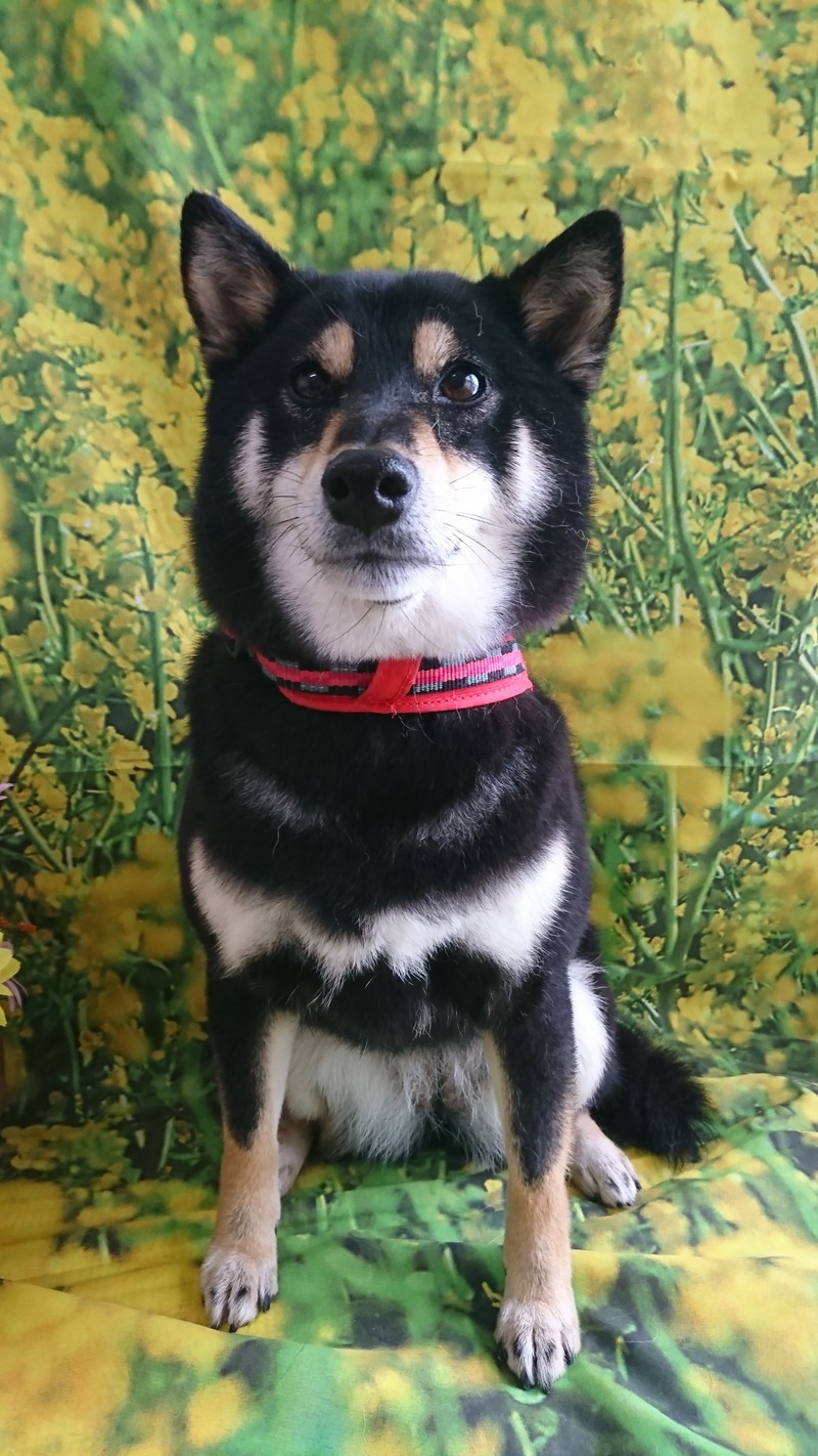 柴のはるちゃん グルーミングコース