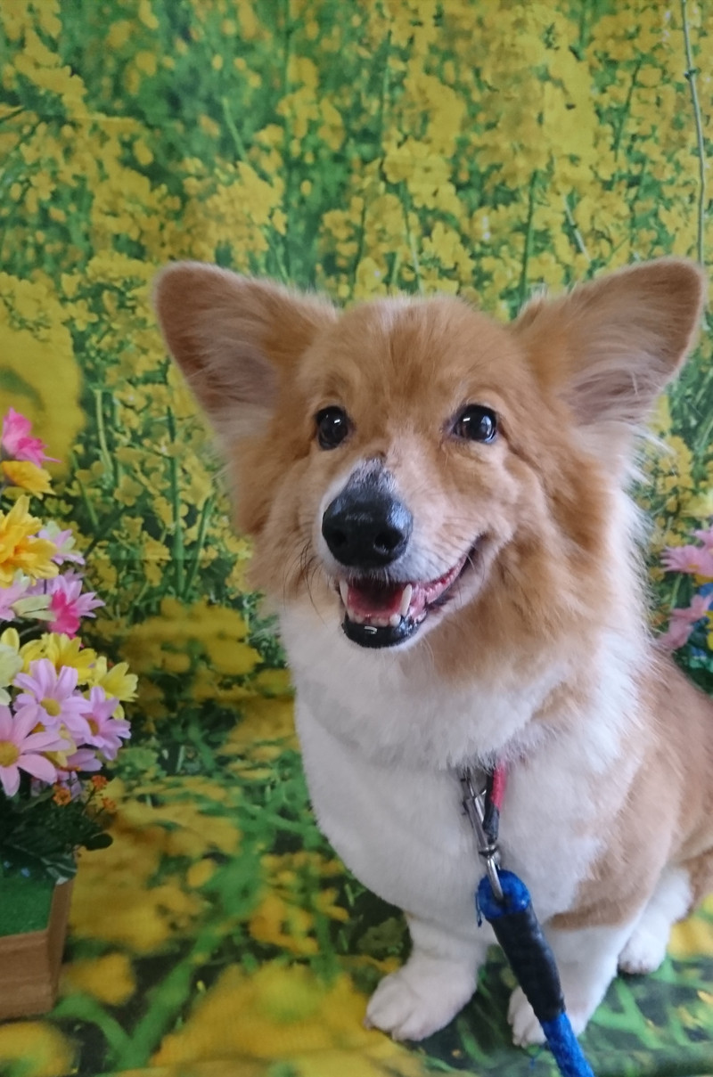 コーギーのレイちゃん グルーミングコース 部分カット