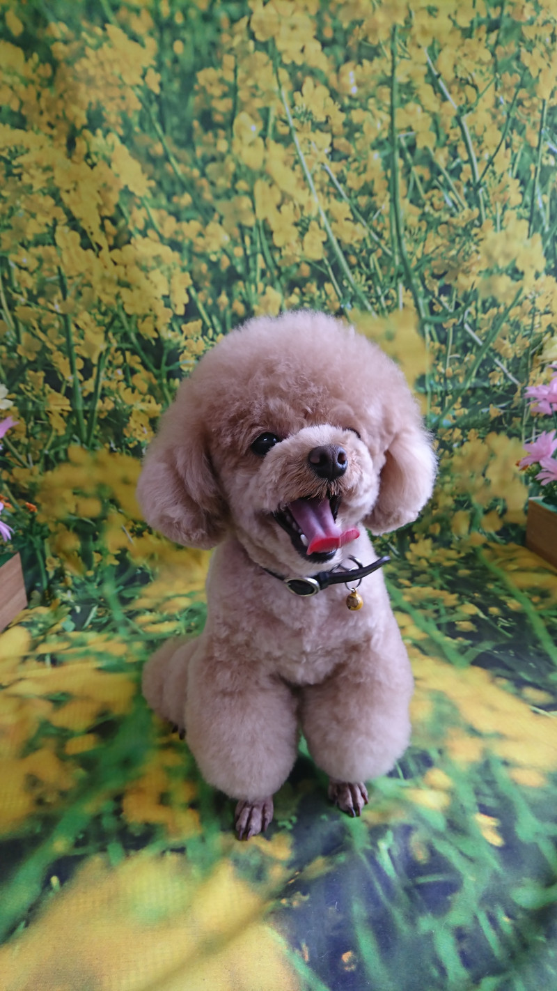 プードルの岳ちゃん トリミングコース