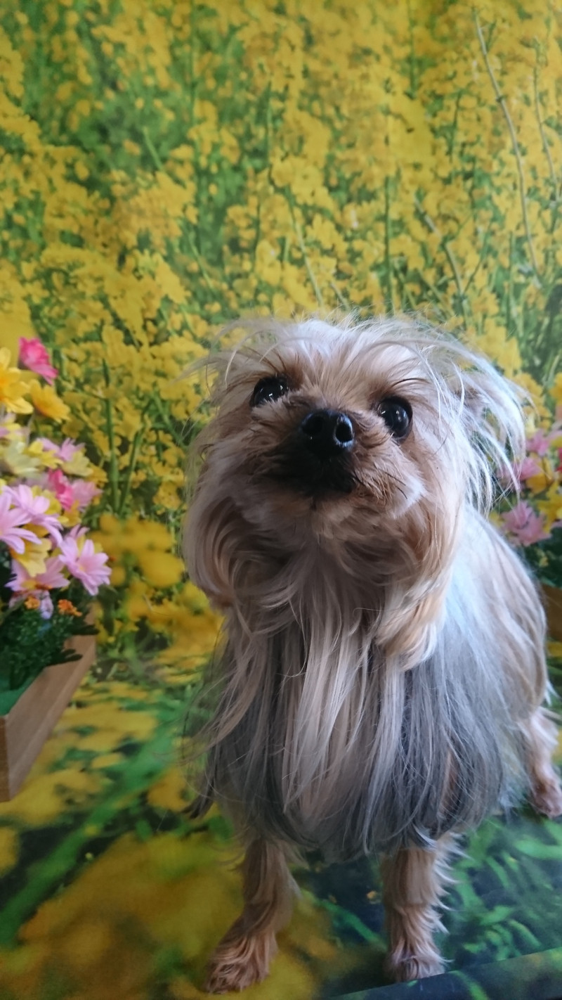 ヨーキーのゆずちゃん お爪切り