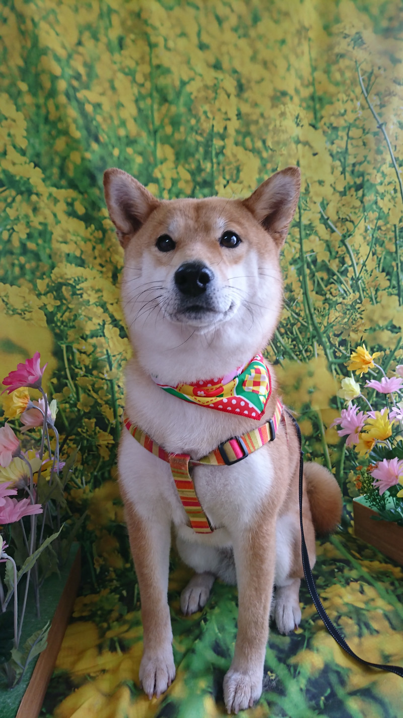 柴のりんちゃん グルーミングコース 部分カット