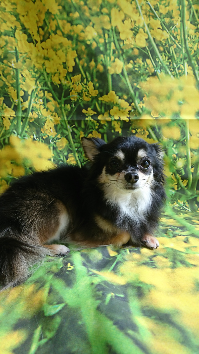 チワワのココアちゃん グルーミングコース