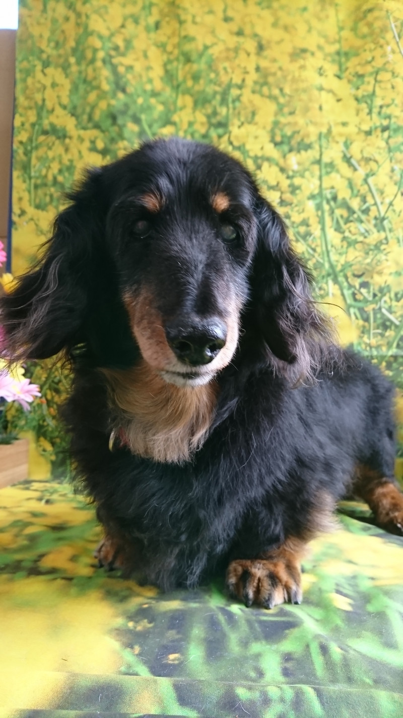 ダックスのレオちゃん シャンプーコース