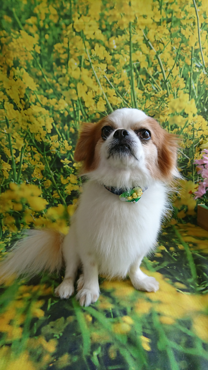 シーズー×チワワのちゃっぴぃちゃん シャンプーコース お爪切り 部分カット