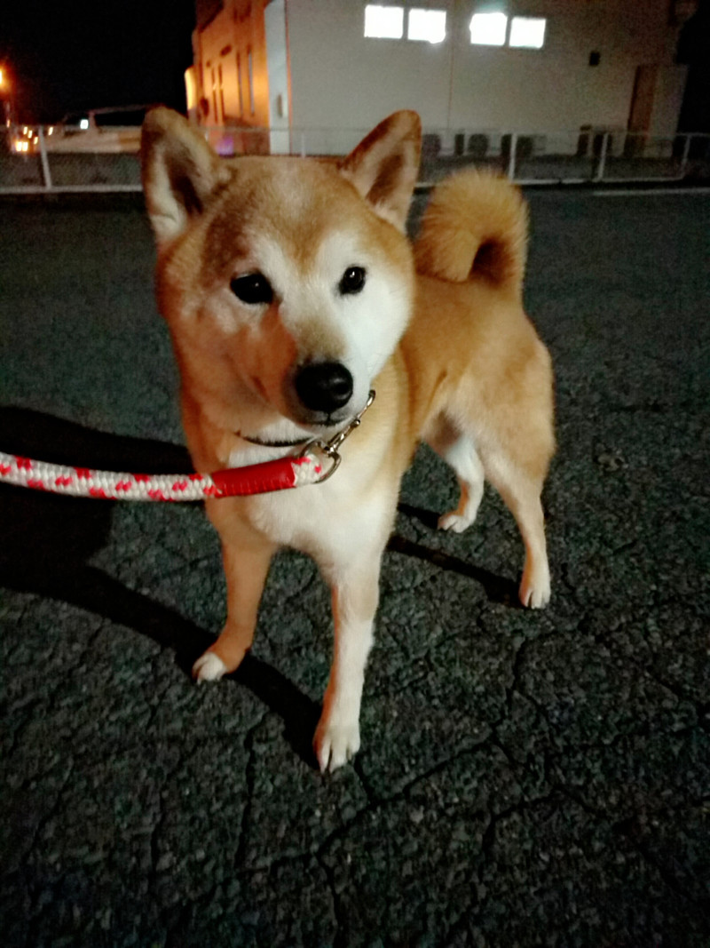 柴犬の小太郎ちゃん お泊まりの様子