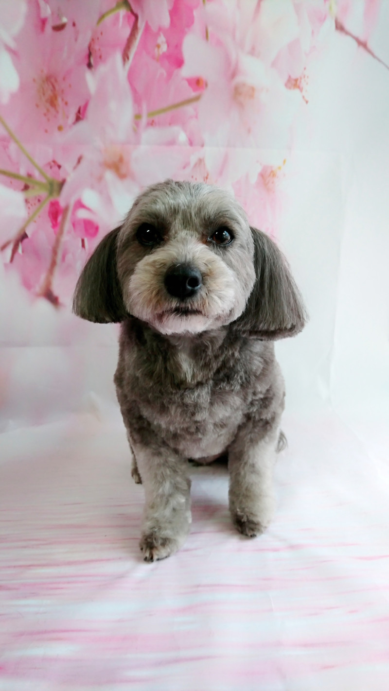 チワワ×プードルのLUNAちゃん トリミングコース