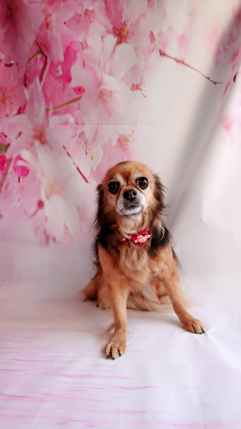 チワワのチョコちゃん グルーミングコース デンタル