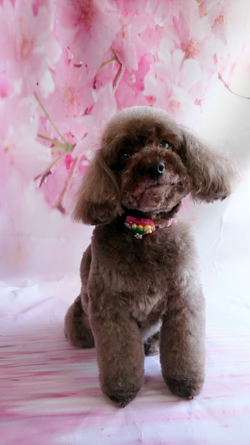 プードルのレナちゃん トリミングコース デンタル