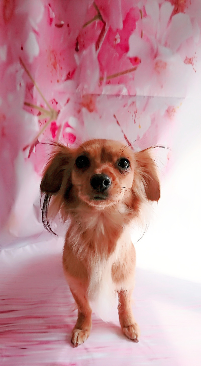 チワワ×ダックスのあずきちゃん グルーミングコース