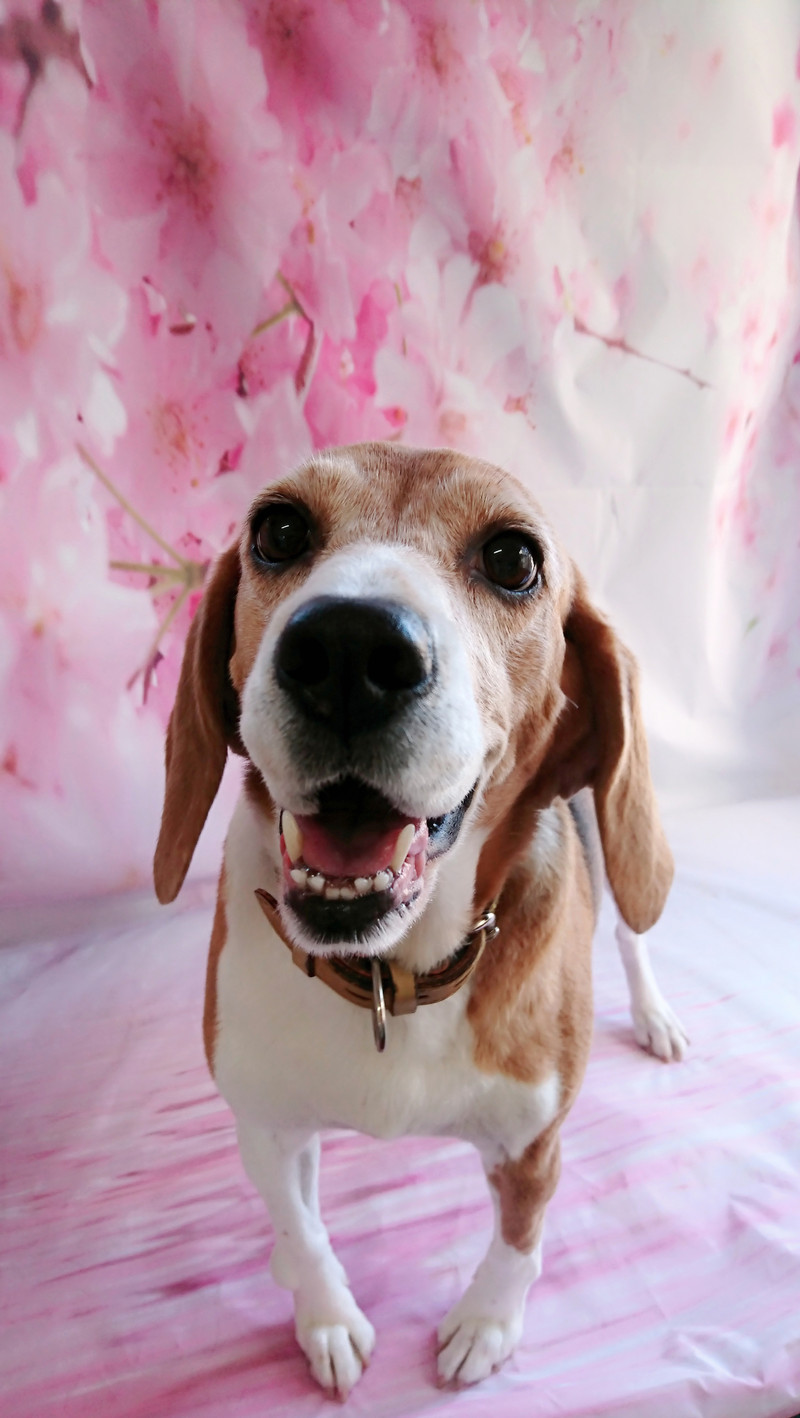 ビーグルの妹子ちゃん グルーミングコース