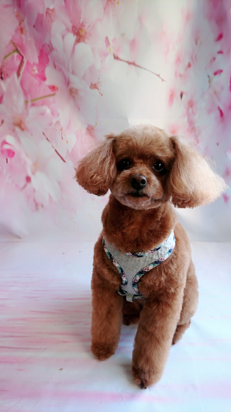 プードルのハルちゃん トリミングコース