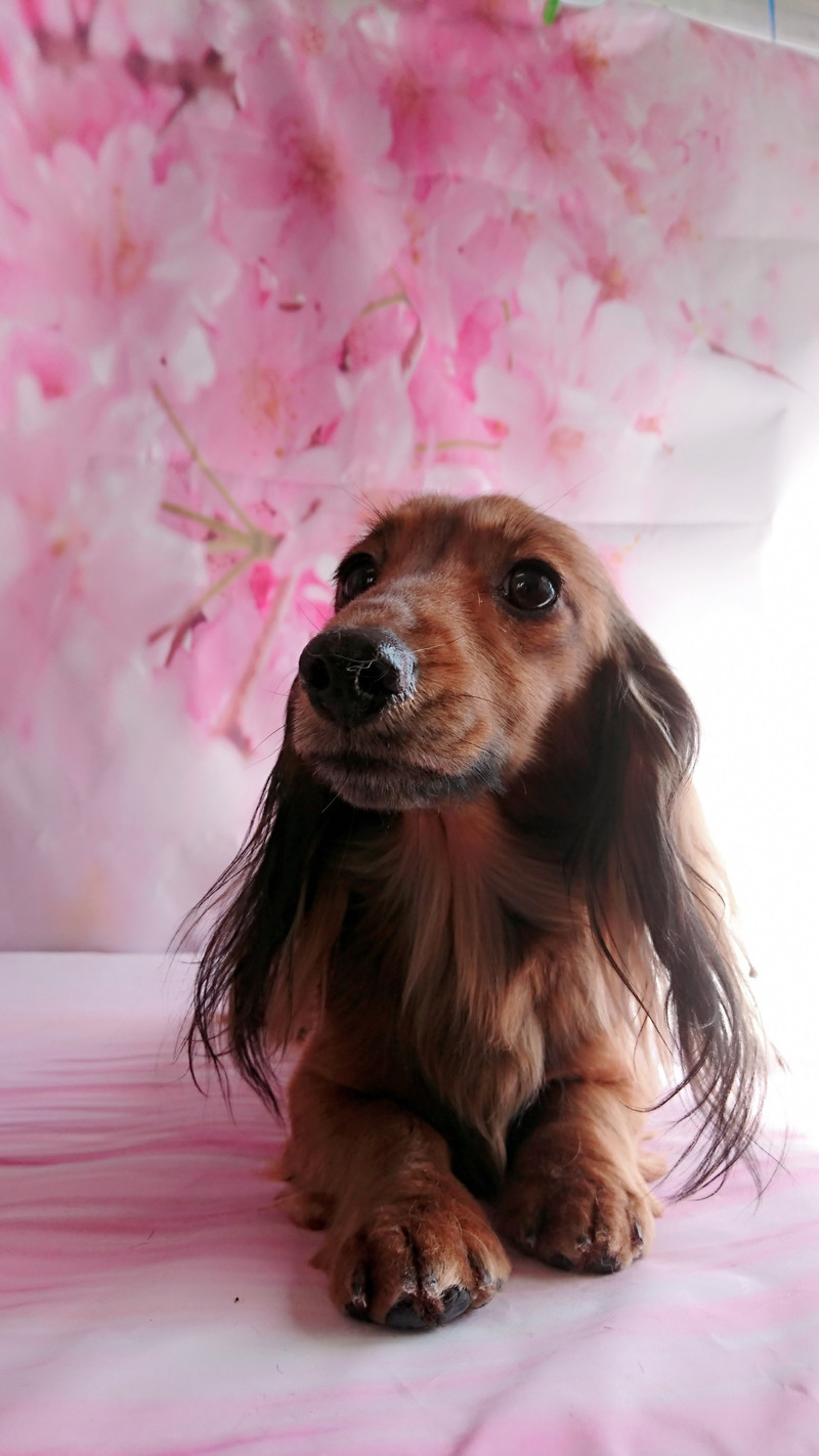 ダックスのきなこちゃん&ここあちゃん お爪切り 肛門腺絞り 足裏、足周りのカット お尻のカット