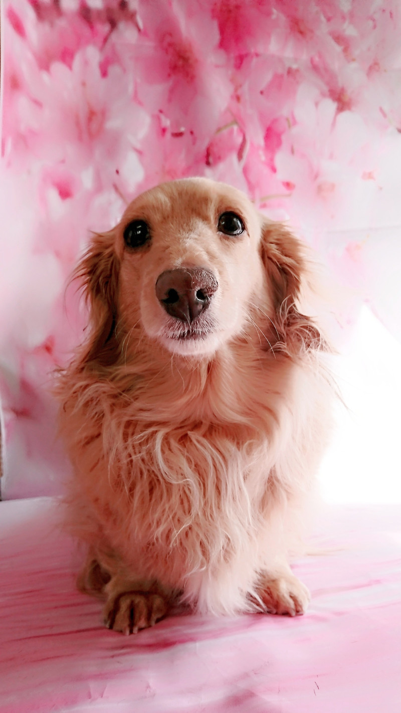 ダックスのきなこちゃん&ここあちゃん お爪切り 肛門腺絞り 足裏、足周りのカット お尻のカット