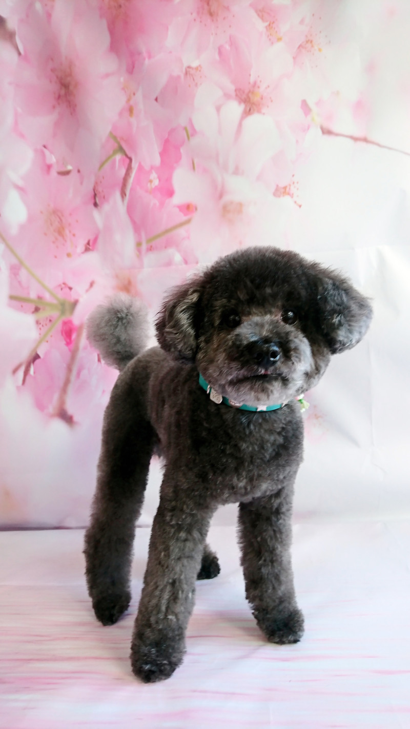 プードルのゲンちゃん トリミングコース