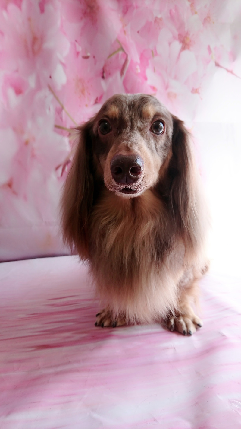 ダックスのシエルちゃん グルーミングコース