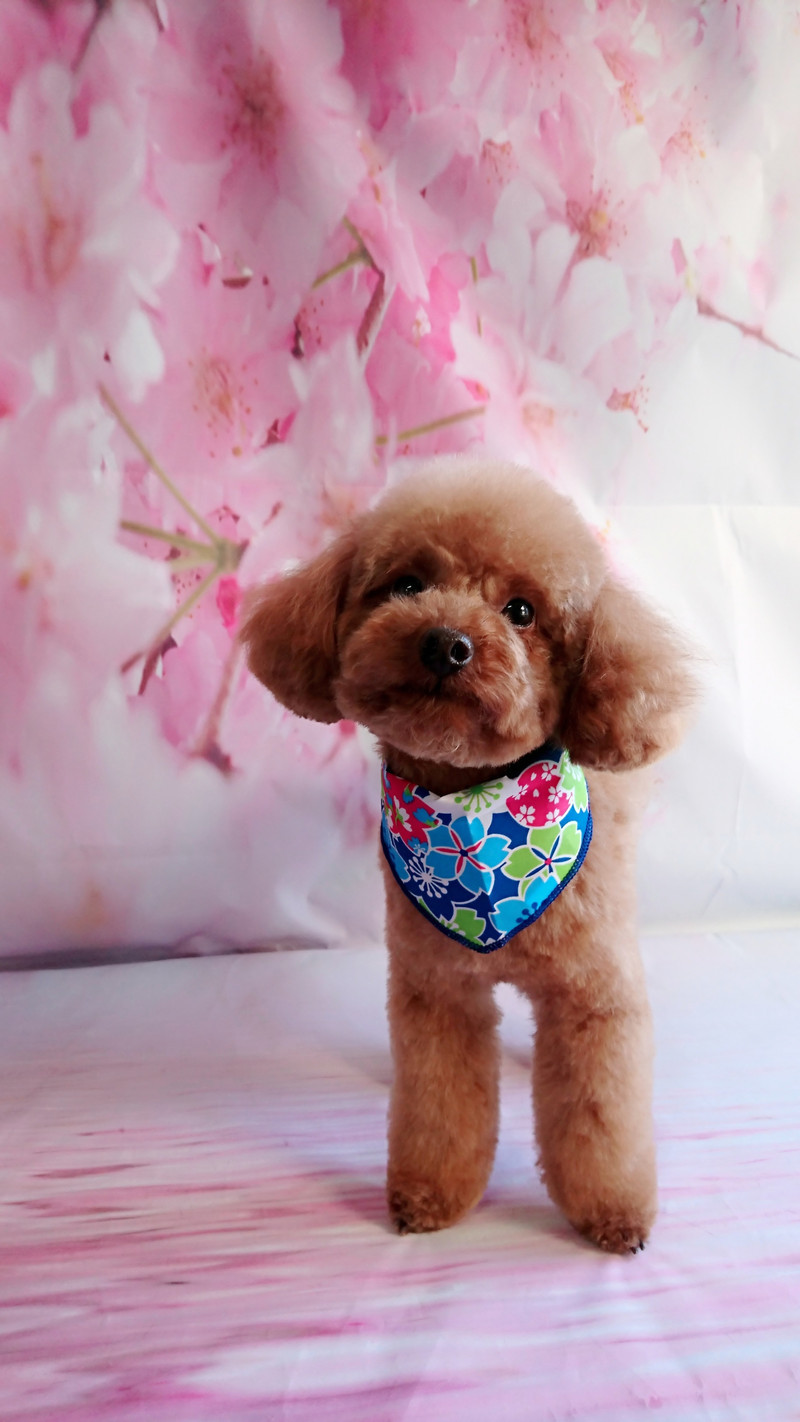 プードルの晴ちゃん トリミングコース ハーブシャンプー