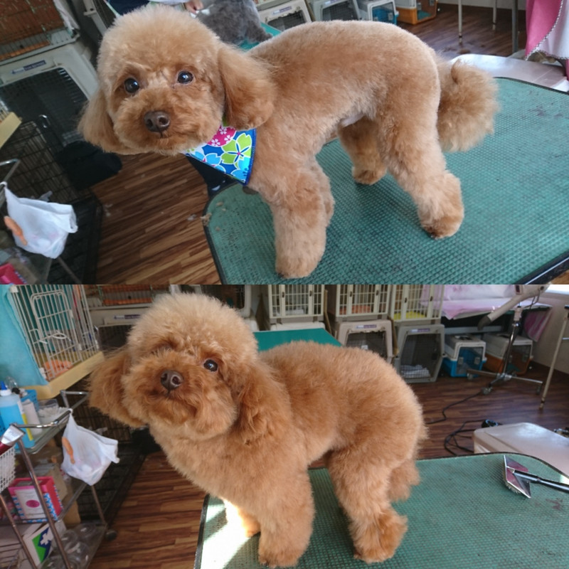 プードルの晴ちゃん トリミングコース ハーブシャンプー