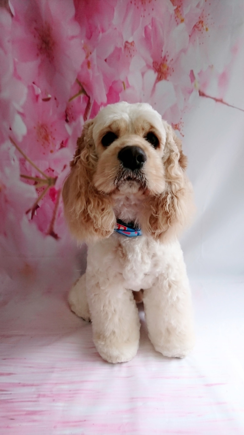 コッカーのルルちゃん トリミングコース