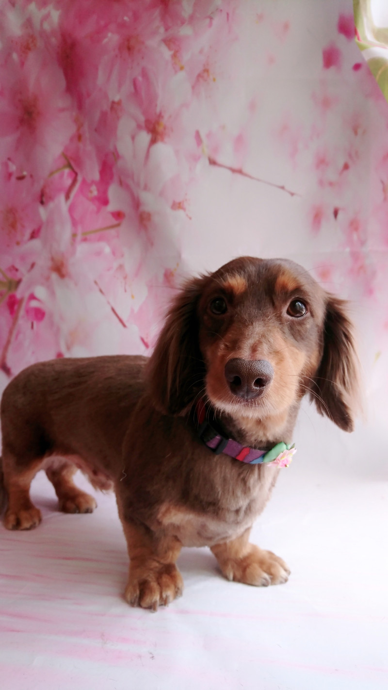 ダックスのレオンちゃん トリミングコース