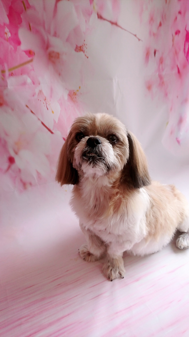 シーズーのクーちゃん シャンプーコース