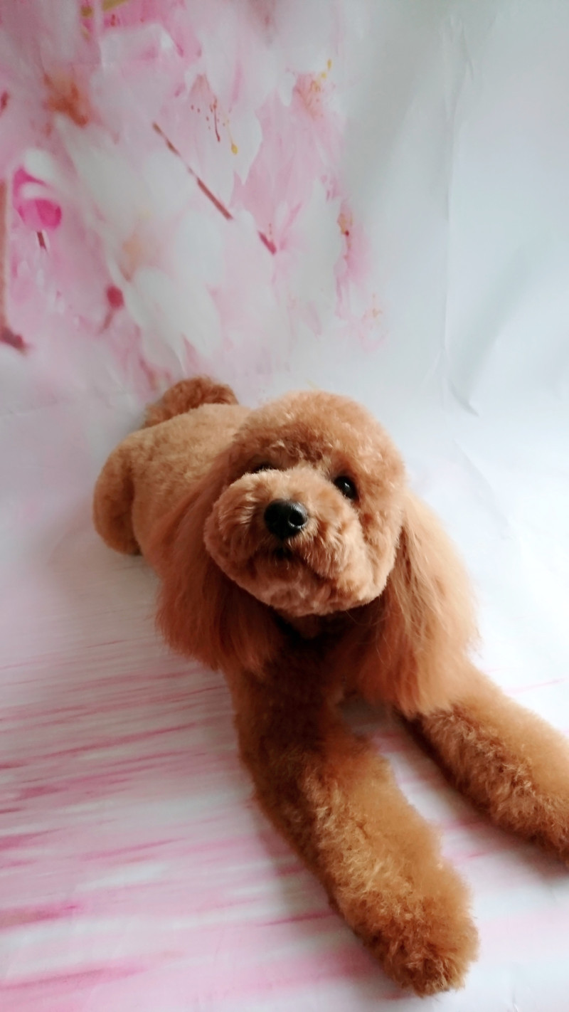 プードルのまるちゃん シャンプーコース