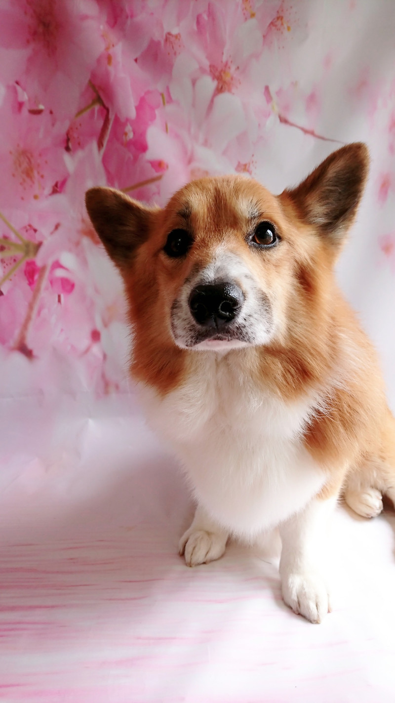 コーギーのサスケちゃん&つくしちゃん グルーミングコース