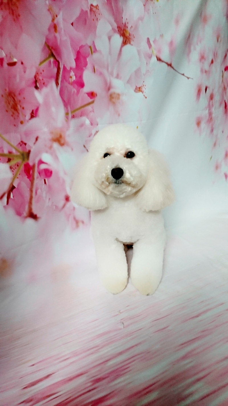 プードルの詩乃ちゃん トリミングコース