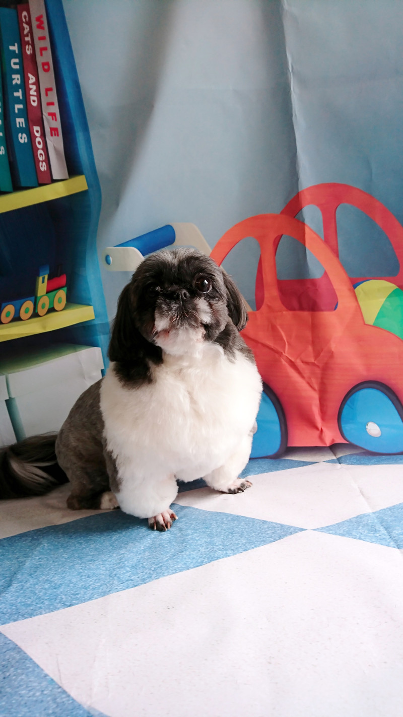 シーズーのナナちゃん トリミングコース